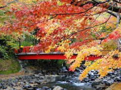 日本赏枫季，你准备好了吗？